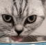 Фото: pixabay.com - Kgzt.Ru