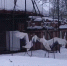 В зоопарке Калининграда заметили танцующих журавлей - Комсомольская правда