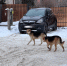 img - ЛДПР