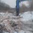 В Калининграде проверяют информацию о свалке биологических отходов - NewKaliningrad.Ru