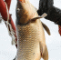 Фото: fish.gov.ru - НИА-Калининград