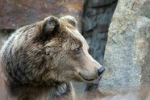 Старость и болезни: Калининградский зоопарк за неделю потерял четырёх старожилов