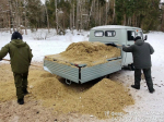 В нацпарке «Виштынецкий» подкармливают оленей и косуль