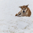 «Додо Пицца» планирует сделать все пиццерии в России pet-friendly - NewKaliningrad.Ru