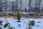 Вдоль улицы Багратиона в Калининграде вырубают взрослые тополя (фото)