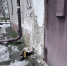 img - ЛДПР