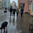 В Черняховске начали травить сопровождавших туристов собак - ИА Русский Запад