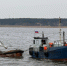 В Калининградской области началась салачная путина (фото) - NewKaliningrad.Ru