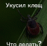 Что делать, если укусил клещ - ГБУЗ КО ЦГКБ