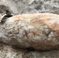 IMG_20260402_184729 (1).png - NewKaliningrad.Ru