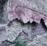 img - ЛДПР
