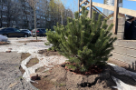 Вдоль улицы Багратиона в Калининграде высадили 36 деревьев и кустарников (фото)