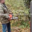 Жителя Балтийска суд отправил на принудительные работы за спиленную березу - NewKaliningrad.Ru