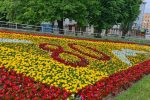 В Калининграде начали высаживать летние цветы к Дню города