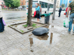 Летящая с Англии напасть замордует Калининградскую область