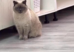 Котокафе в Калининграде спасло кошку уехавшего на СВО военного
