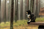 Подготовка к постепенному похолоданию: погода в Калининграде 3 октября